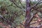 Juniper Tree Textures