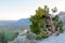 Juniper and view of Red Rock Valley Conservation Area II