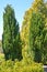 Juniper virginsky, variety `Skyrocket` and western thuja grow in the park