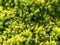 Juniper yellow needels closeup, natural phototexture, a favorite garden conifer