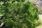 Juniperus chinensis `Kaizuka`