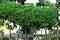 Juniperus chinensis \\\'Kaizuka\\\' ( Chinese juniper ) hedge.