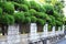 Juniperus chinensis \\\'Kaizuka\\\' ( Chinese juniper ) hedge.