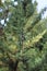 Juniperus chinensis in National Botanical Garden in Tbilisi in winter