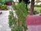 Juniperus chinensis plant awesome image india