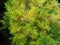 Juniperus conferta `All Gold`