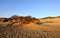 Juniperus in Dune di Piscinas, Sardinian Desert, Arbus, Italy