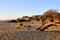 Juniperus in Dune di Piscinas, Sardinian Desert, Arbus, Italy