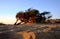 Juniperus in Dune di Piscinas, Sardinian Desert, Arbus, Italy