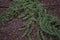 Juniperus formosana shrub