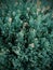 Juniperus garden plant close up pattern