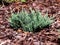 Juniperus horizontalis `Blue Chip`