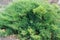 Juniperus horizontalis. Creeping juniper. Sabina creeping. ornamental shrub for gardening