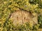Juniperus horizontalis `Golden Carpet` Creeping Juniper. Juniper tree branch texture needle background