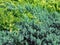 Juniperus horizontalis `Golden Carpet` and Juniperus squamata `Blue Carpet`