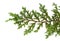 Juniperus horizontalis leaves or Creeping juniper leaves isolated on white background