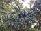 Juniperus (Juniper) Plant with Seeds.