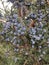 Juniperus (Juniper) Plant with Seeds.