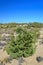 Juniperus oxycedrus subsp. macrocarpa in its natural habitat in the coastal dunes of southern Spain. Huelva, Andalusia