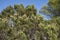 Juniperus phoenicea close up