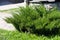 Juniperus sabina tree plant growing in garden