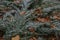 Juniperus scopulorum close up