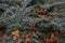 Juniperus scopulorum close up