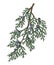 Juniperus scopulorum hand drawn tree branch