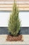 Juniperus scopulorum Skyrocket in the modern garden