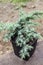 Juniperus squamata Hunnetorp flaky juniper or Himalayan juniper in pot