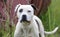 Junkyard dog white Pitbull Terrier