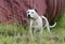 Junkyard dog white Pitbull Terrier