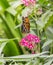 Juno Longwing Butterfly, Dione Juno