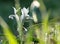 Juno Palestine flower Iris palaestina