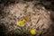 Junonia almana butterfly on dandelion yellow flower