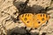 Junonia almana, Peacock Pansy sitting on the ground with morning time.