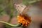 Junonia atlites sitting on top of the flower marigold.