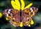 Junonia coenia; buckeye butterfly