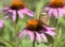 Junonia Coenia Common Buckeye Butterfly with Bee on Echinacea