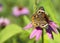 Junonia Coenia Common Buckeye Butterfly on Echinacea