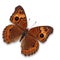 Junonia genoveva butterfly