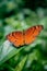 Junonia hedonia Butterfly