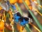 Junonia orithya , the blue pansy butterfly