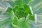 Jupiter\'s eye (sempervivum tectorum)