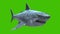 Jurassic Megalodon Green Screen 4K Front 3D Rendering Animation