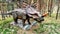 Jurassic prehistorical animals statues T-rex close-up view dinosaur