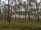 Jurmala. Early spring. Forest.