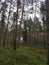 Jurmala. Early spring. Forest.