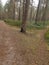 Jurmala. Early spring. Forest.