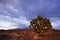 Jushua Tree and Desert Sunset near Whitney Pocket, Nevada, USA